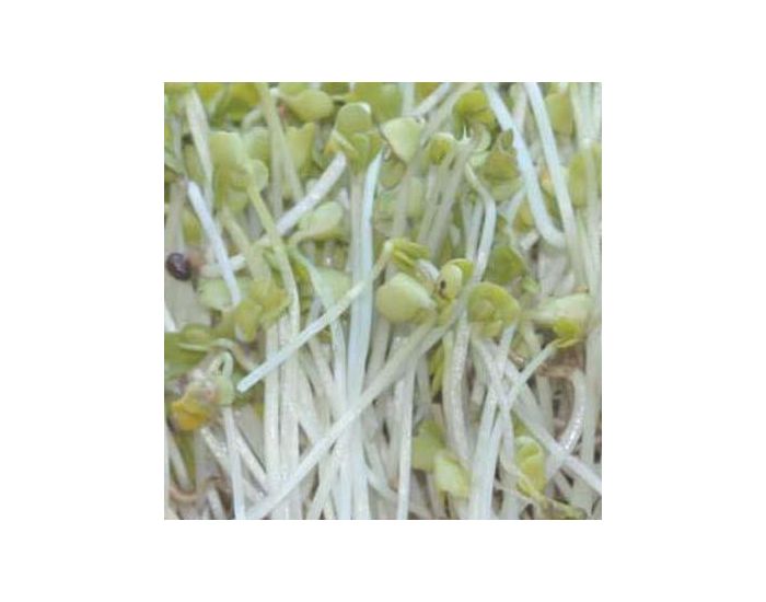 GEO Moutarde - Graines �germer bio