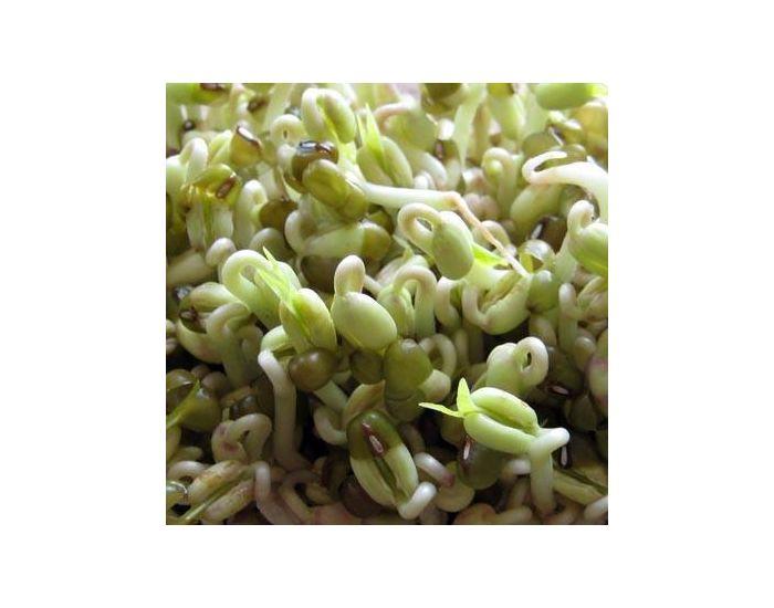 GEO Haricot Mungo - Graines � germer bio