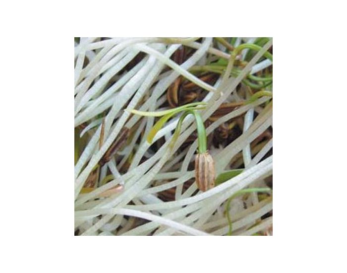 GEO Fenouil - Graines � Germer Bio 