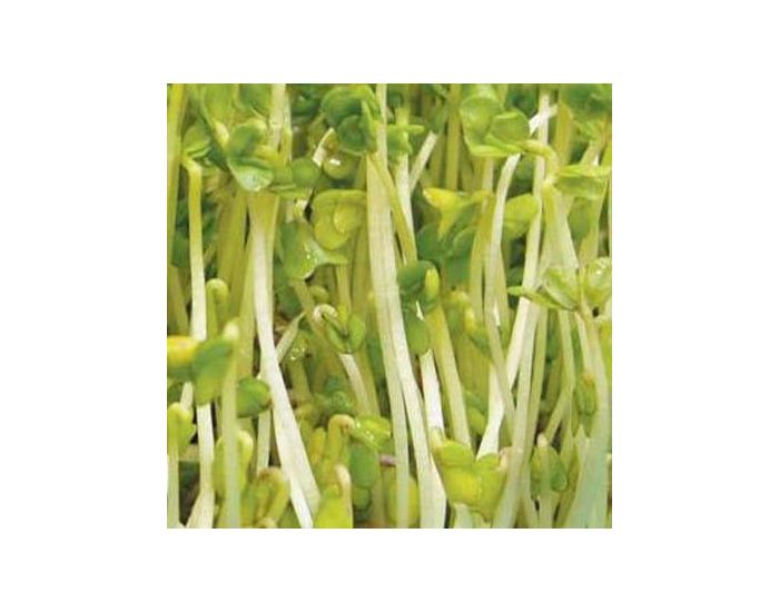 GEO Chou Kale Noir - Graines  Germer Bio 