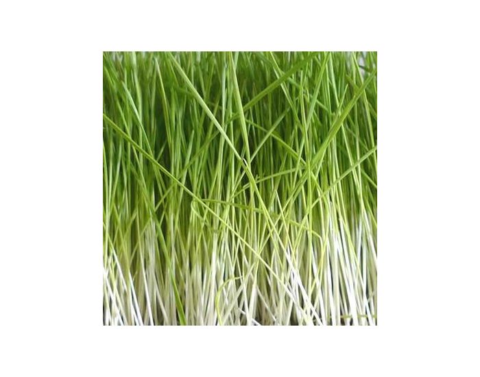 GEO Sarrasin - Graines � Germer Bio 