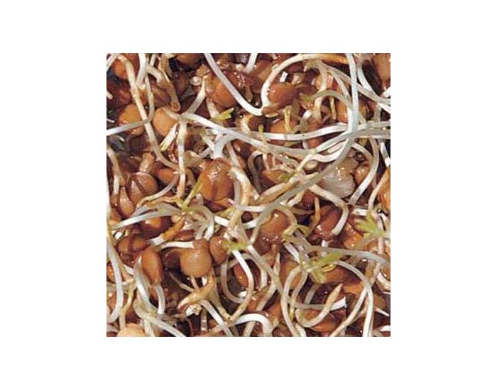 GEO Lentille - Graines � Germer Bio 