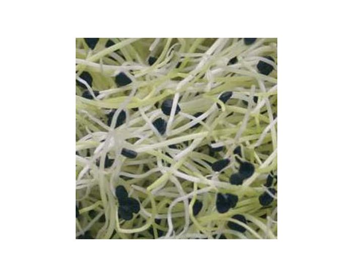 GEO Ciboulette Ail - Graines � Germer Bio 