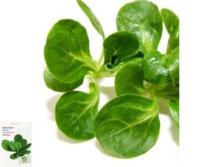 M�ches de Hollande