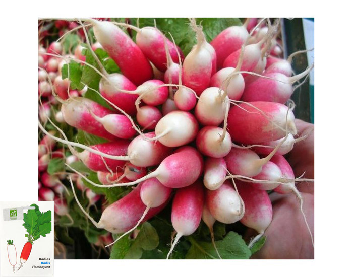 Radis Flamboyant 2