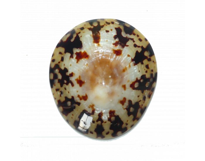 MUM ZEN Coquillages d'Allaitement - Lot de 2 - Taille XL