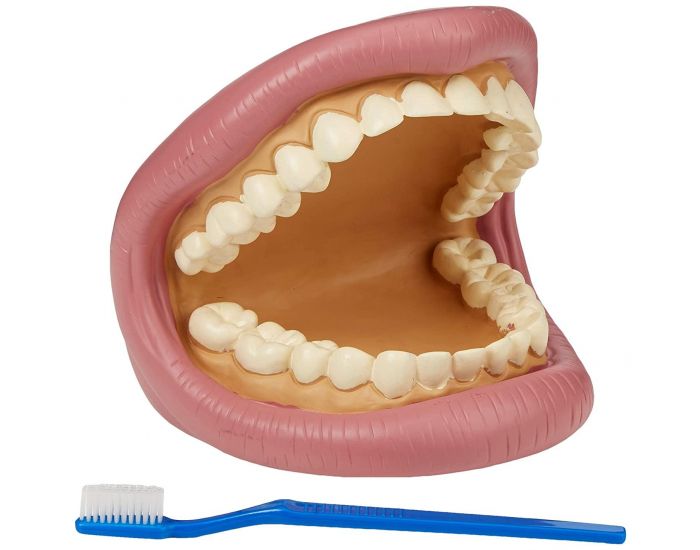 TICKIT Kit g�ant de d�monstration dentaire - D�s 3 ans