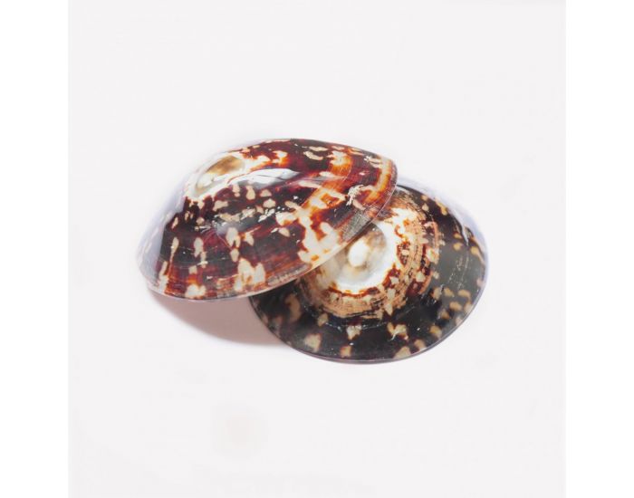 NILDOR Coquillages d'Allaitement - Mater'nacre