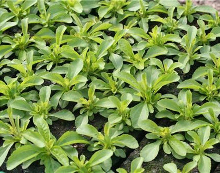 Stevia Rebaudiana - 50 graines