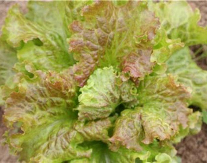 Laitue Saint Antoine