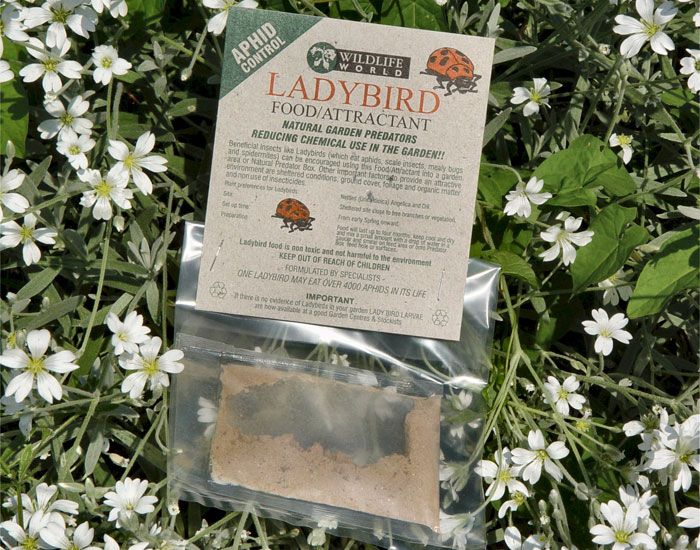 Attractif pour Coccinelles