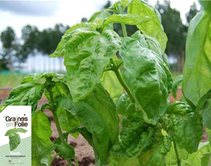 Basilic G�ant Monstrueux Mammouth - 250 graines