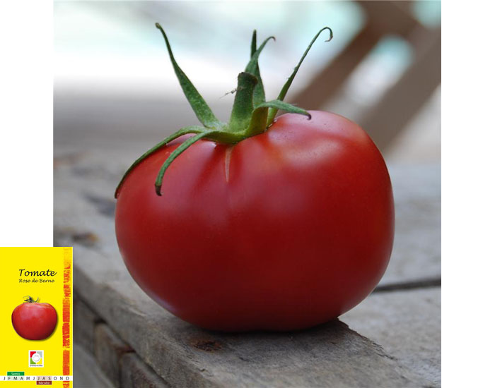 Tomate Rose De Berne - 50 graines