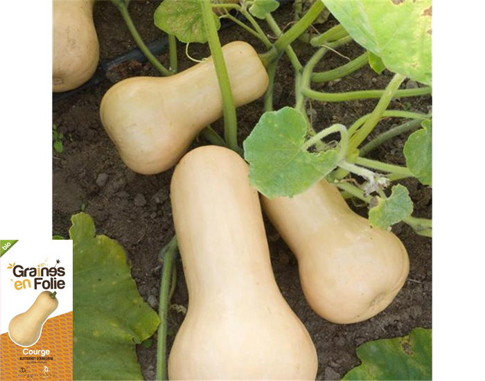 Courge Butternut Doubeurre - 20 graines
