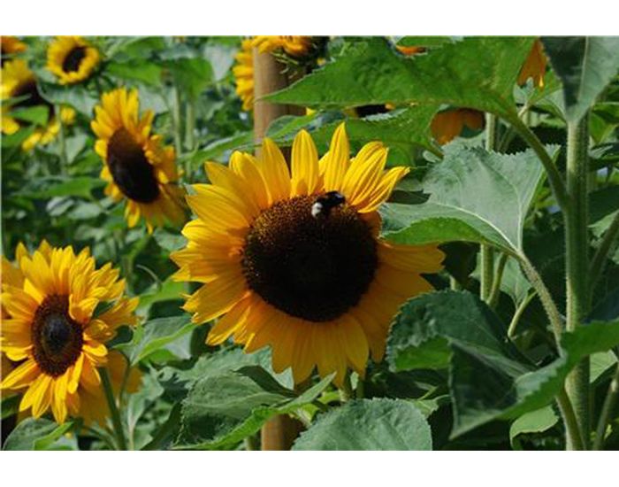Tournesol Californien - 50 Graines