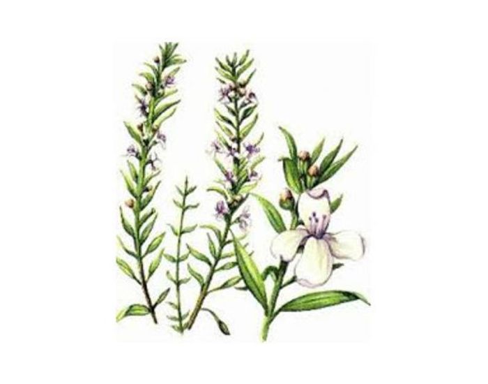 FEUILLES, FRUITS ET COMPAGNIE Sarriette - 40g