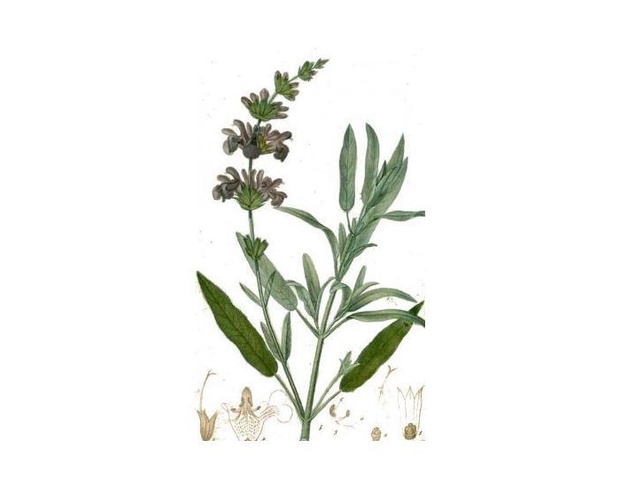 FEUILLES, FRUITS ET COMPAGNIE Sauge - 25g