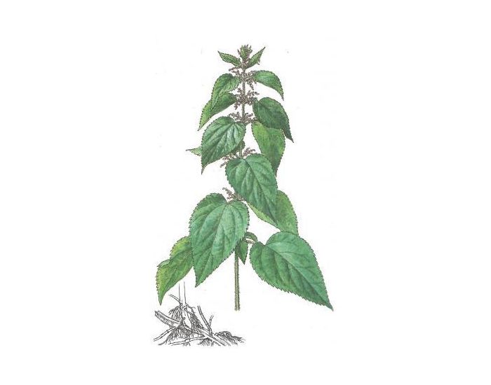 FEUILLES, FRUITS ET COMPAGNIE Tisane Ortie - 20g