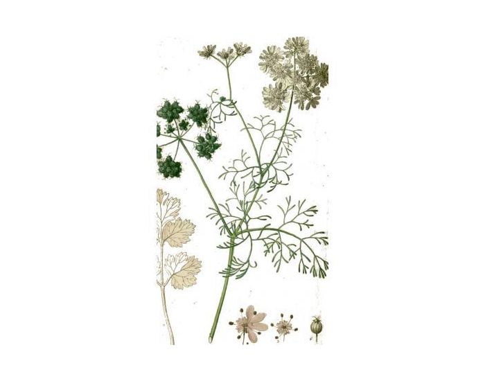 FEUILLES, FRUITS ET COMPAGNIE Coriandre - 50g