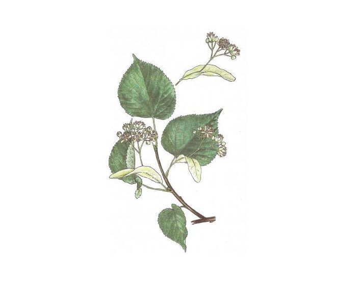 FEUILLES, FRUITS ET COMPAGNIE Tilleul - 20g