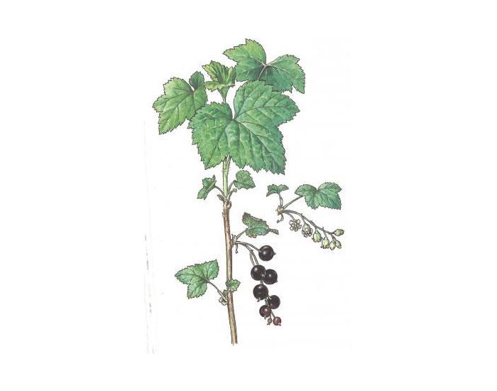 FEUILLES, FRUITS ET COMPAGNIE Tisane Cassis - 25g