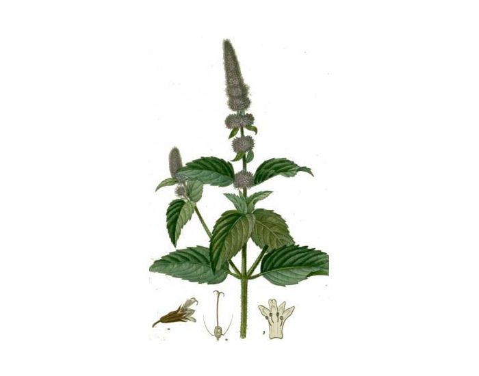 FEUILLES, FRUITS ET COMPAGNIE Tisane Menthe Poivre - 25g