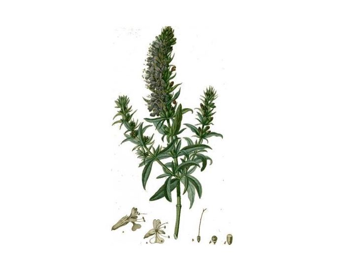 FEUILLES, FRUITS ET COMPAGNIE Tisane Hysope - 30g