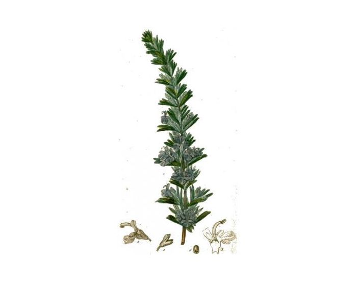 FEUILLES, FRUITS ET COMPAGNIE Romarin - 40g