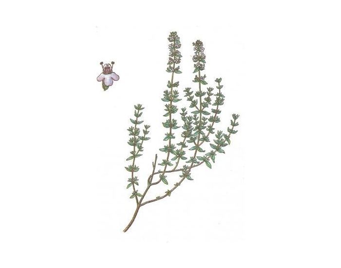 FEUILLES, FRUITS ET COMPAGNIE Thym - 40g