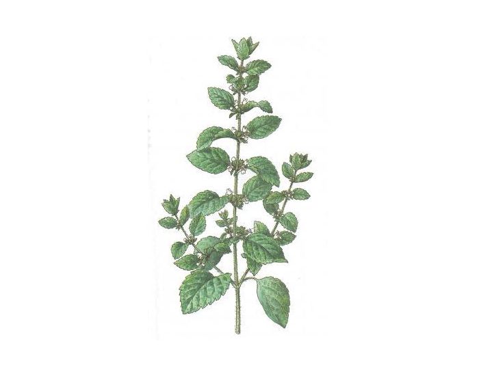 FEUILLES, FRUITS ET COMPAGNIE Mlisse - 20g