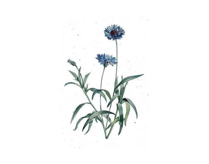 FEUILLES, FRUITS ET COMPAGNIE Bleuet - 20g