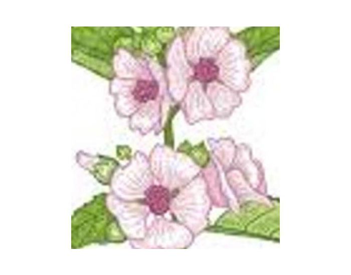 FEUILLES, FRUITS ET COMPAGNIE Tisane simple Guimauve - 30g