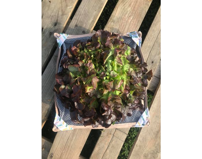 MA TERRE ET MOI  Essoreuse Salade 