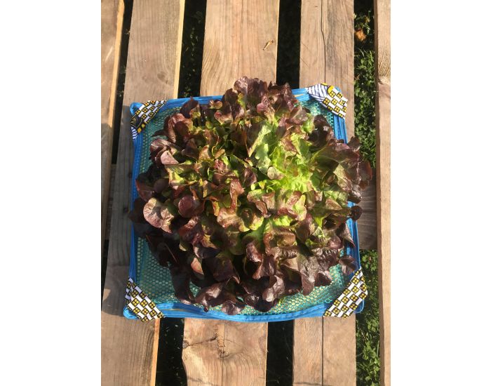 MA TERRE ET MOI  Essoreuse Salade 