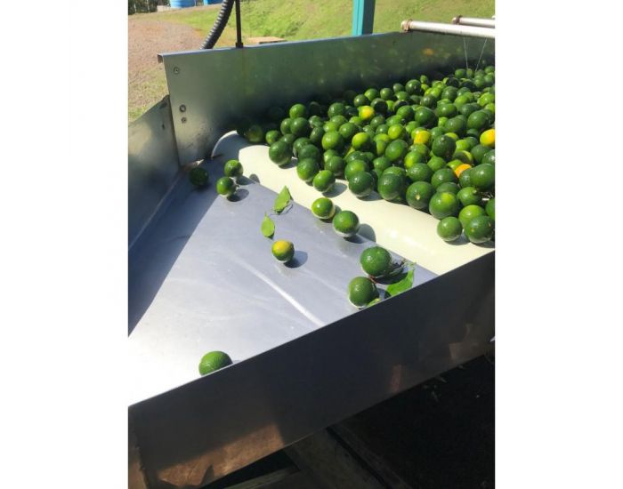 Huile Essentielle - Mandarine Verte Bio 10 ml (1)