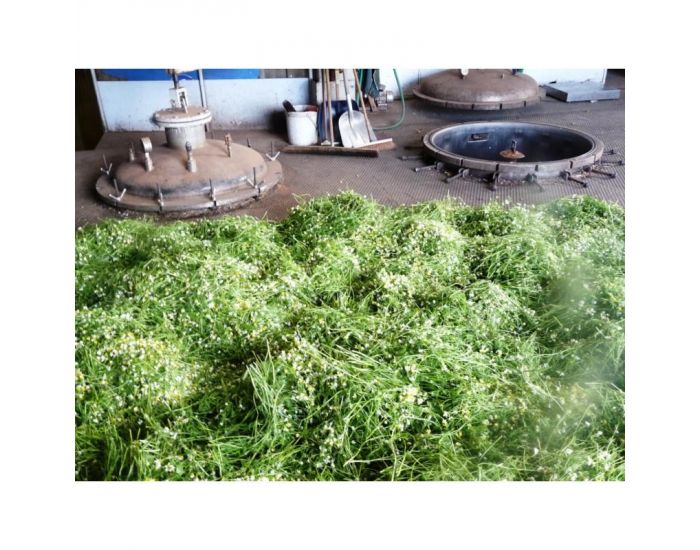 Huile Essentielle - Camomille Romaine Bio 5 ml (1)