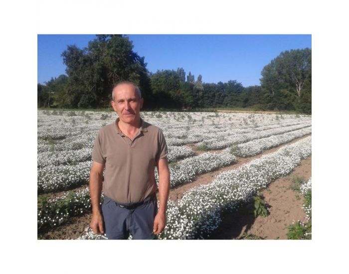 Huile Essentielle - Camomille Romaine Bio 5 ml (2)