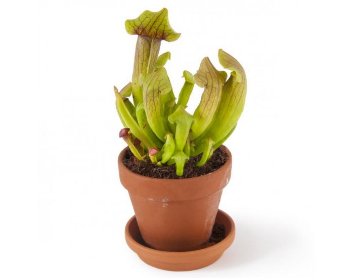 RADIS ET CAPUCINE Je fais pousser ma Plante carnivore (1)