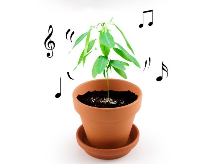 RADIS ET CAPUCINE Je fais pousser ma Plante qui danse (1)