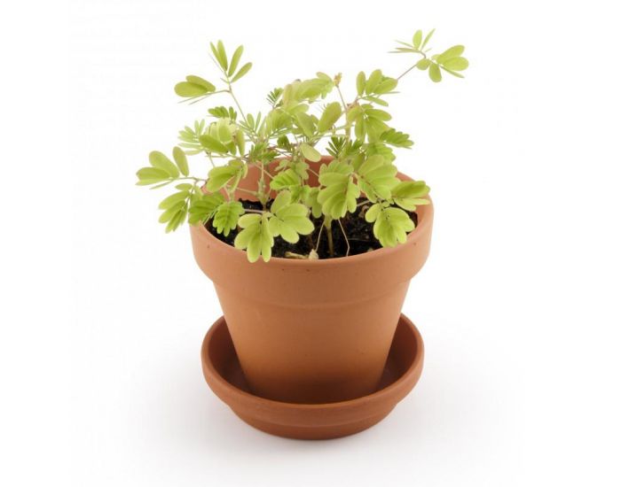 RADIS ET CAPUCINE Je fais pousser mon Mimosa pudica (1)