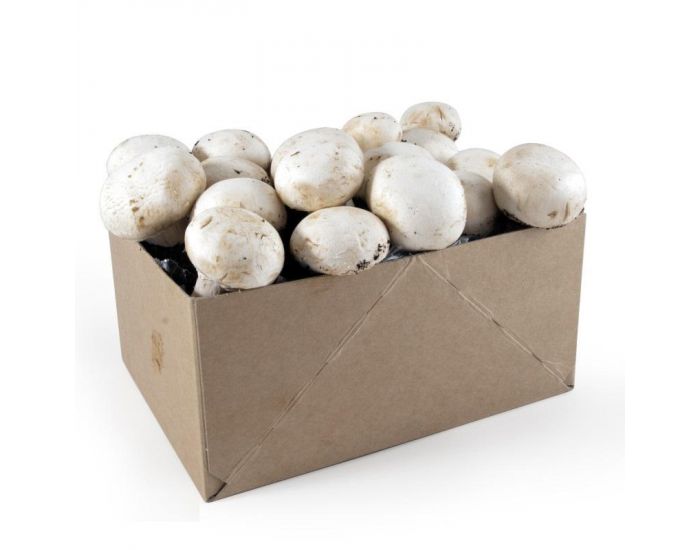 RADIS ET CAPUCINE Kit Champignons de Paris Bio - D�s 4 Ans (1)