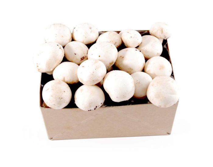 RADIS ET CAPUCINE Kit Champignons de Paris Bio - D�s 4 Ans (2)