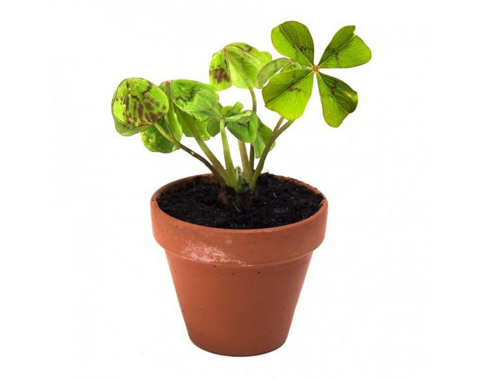 RADIS ET CAPUCINE Tr�fle � 4 feuilles en pot de culture (1)