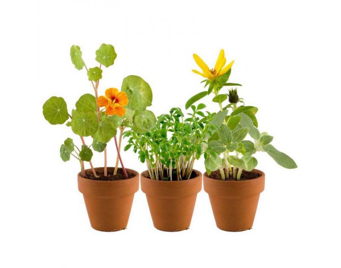 RADIS ET CAPUCINE Mini Serre plastique recycl�- Mon premier Jardin (2)