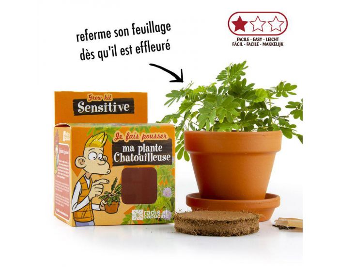 RADIS ET CAPUCINE Graines de Mimosa Sensitive  Faire Pousser - Pot 8 cm (2)