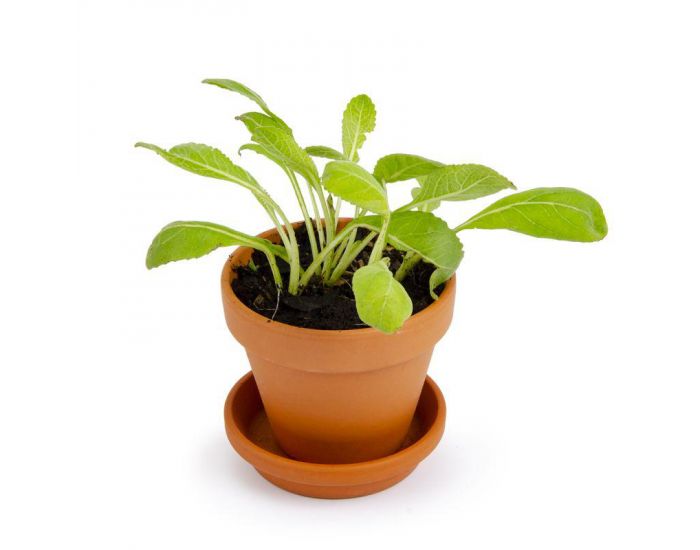 RADIS ET CAPUCINE Plante Chocolat - Pot 8 cm (4)