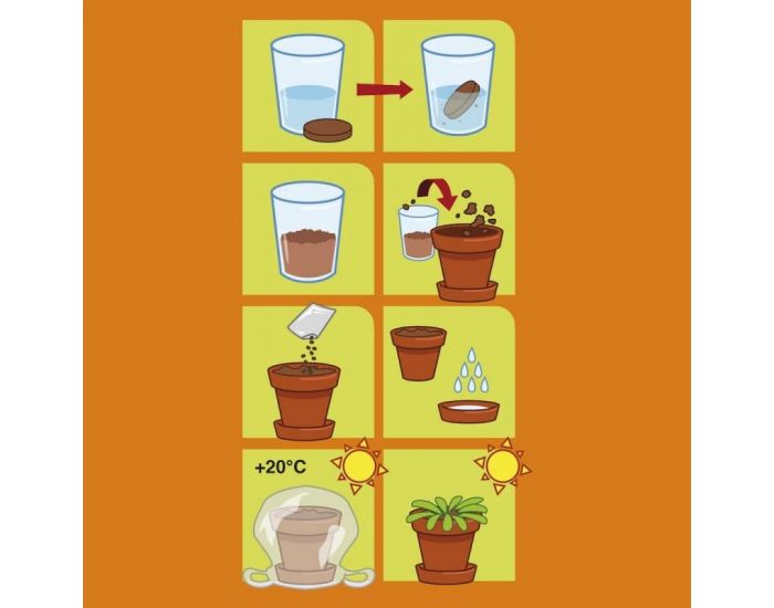 RADIS ET CAPUCINE Graines de Plantes Carnivores � Faire Pousser - Pot 8 cm (3)