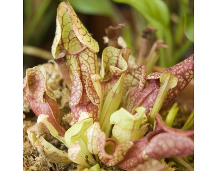 RADIS ET CAPUCINE Graines de Plantes Carnivores � Faire Pousser - Pot 8 cm (7)