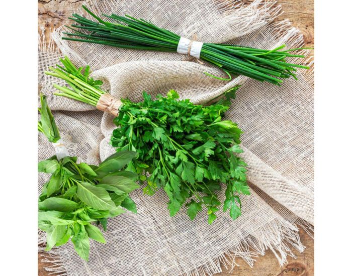 RADIS ET CAPUCINE Serre pour semer vos plantes aromatiques bio. (5)