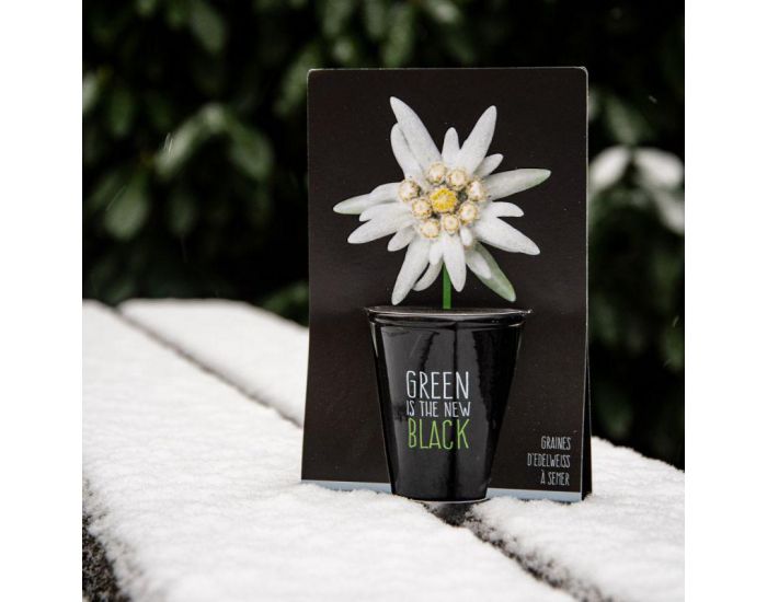 RADIS ET CAPUCINE Pot Black Graines d'Edelweiss � Semer (4)